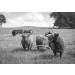 Fotobehang Schotse Hooglanders in de Natuur in zwart-wit