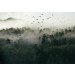 Fotobehang Vogels in de Mist