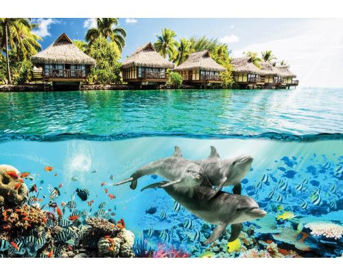 Dolfijnen omringd door kleurrijke vissen in de Hawaïaanse onderwaterwereld, subtiel weergegeven op een realistisch fotobehang.