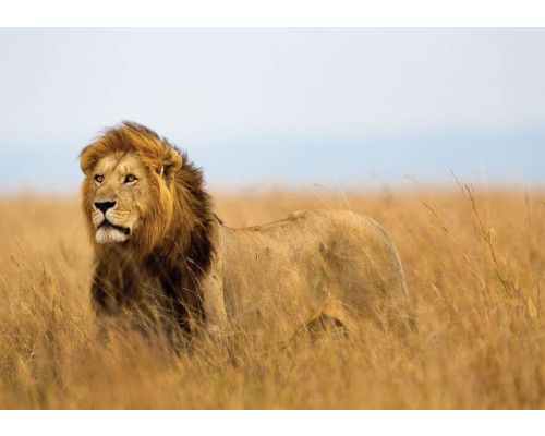 Fotobehang met een krachtige leeuw in levensechte kleuren, imposant en gedetailleerd.