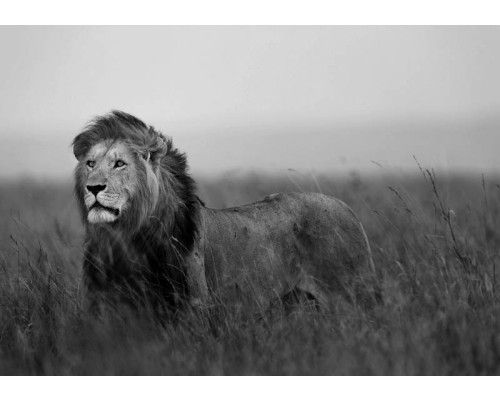 Zwart-wit fotobehang van een leeuw, met krachtige contrasten voor een dramatisch effect.