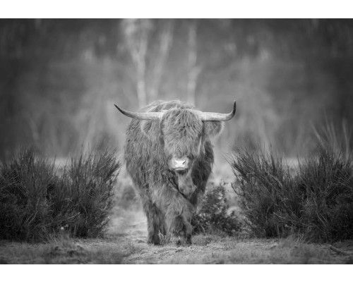 Zwart-wit fotobehang van een Schotse hooglander op de heide, met een rustige en mystieke uitstraling van het landschap.