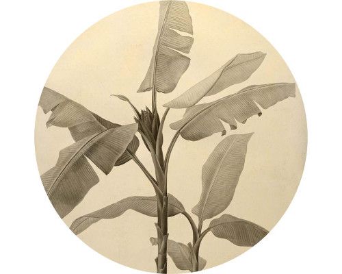 Bananenplant met gedetailleerde bladeren op een muurcirkel.