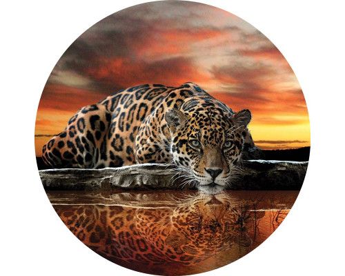 Luipaard, panter en cheetah afgebeeld op een stijlvolle behangcirkel voor dierenliefhebbers.