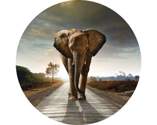 Een olifant in natuurlijke kleuren op een rustgevende behangcirkel.