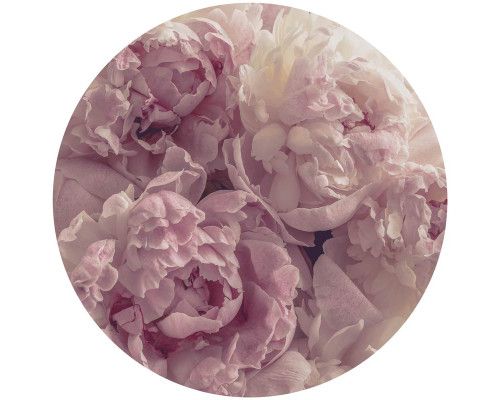 Grote roze pioenrozen op een behangcirkel, waarbij de bloemen in volle bloei centraal staan.