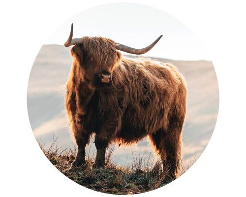 Schotse hooglander in de bergen op een muurcirkel, met een natuurlijke en wilde uitstraling van de natuur.