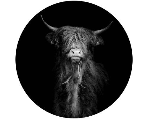 Zwart-wit afbeelding van een Schotse hooglander, met scherpe details en krachtige contrasten op deze behangcirkel.