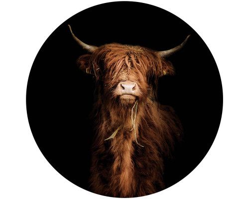Schotse hooglander met indrukwekkende horens, in realistische kleuren weergegeven op een ronde behangcirkel.