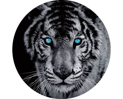 Een tijger met helderblauwe ogen op een opvallende behangcirkel voor een stoere kinderkamer.