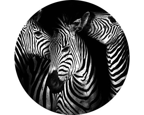Zebras afgebeeld op een wilde dieren behangcirkel voor een avontuurlijke kamer.
