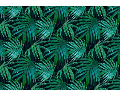 Groene tropische bladeren in een dichtbegroeide jungle, fotobehang dat natuur en frisheid uitstraalt.