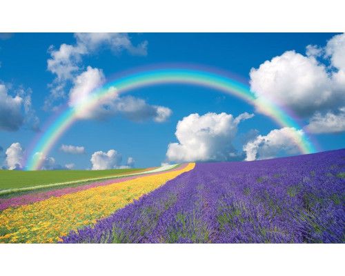 Regenboog bloemenveld fotobehang, met een kleurrijke weergave van bloemen en natuur in een zomers landschap.