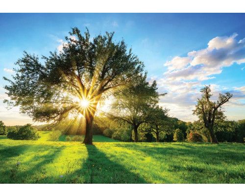 Fotobehang van bomen en zonnestralen in een landschap vol natuur.