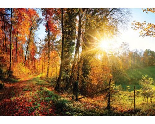Fotobehang van bomen met zonsondergang, warme kleuren en bosrijk landschap.