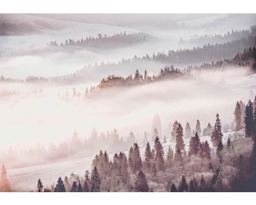 Mistig bos fotobehang met een landschap vol bomen en natuur.