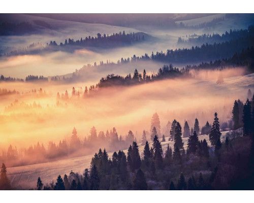 Fotobehang van bomen in de mist met een weids uitzicht over de natuur.