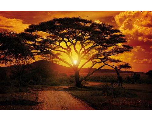 Afrika zonsondergang fotobehang, met wilde dieren en een adembenemend landschap, perfect voor natuurliefhebbers.