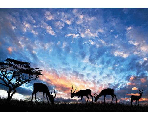 Fotobehang van antilopen in een natuurlandschap, dieren in de vrije natuur.