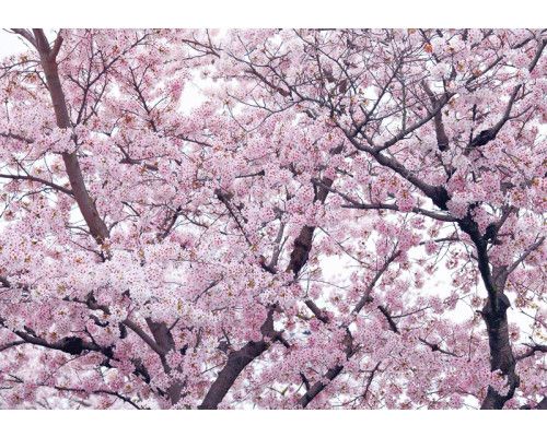 Fotobehang van appelbloesem en bloemen in een boom, kleurrijk en speels.