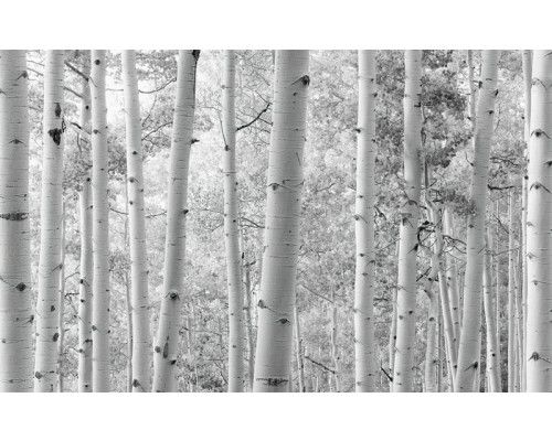 Aspen Forest bos fotobehang, met prachtige hoge bomen.