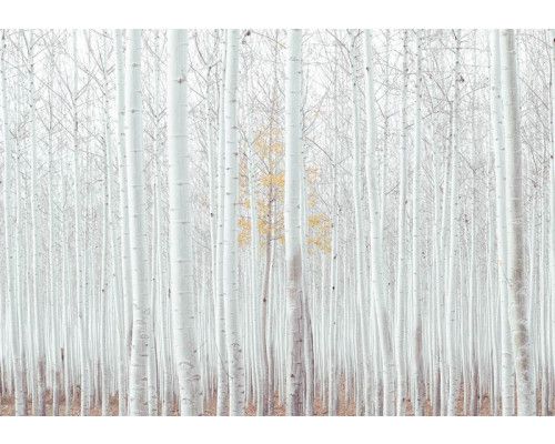 Fotobehang van een wit bos met aspen bomen, natuurlijke kalmte.