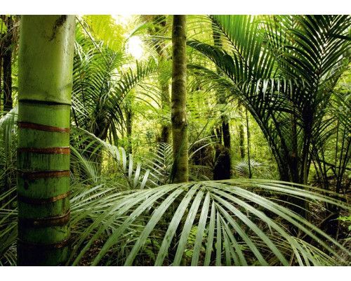 Fotobehang Avontuurlijke Jungle