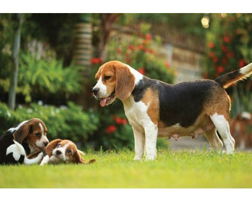 Fotobehang van Beagle pups, weergegeven in een speelse en schattige compositie.