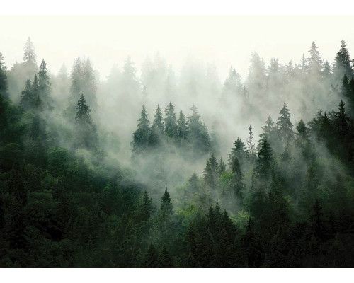 Fotobehang Bergbos in de Ochtendmist