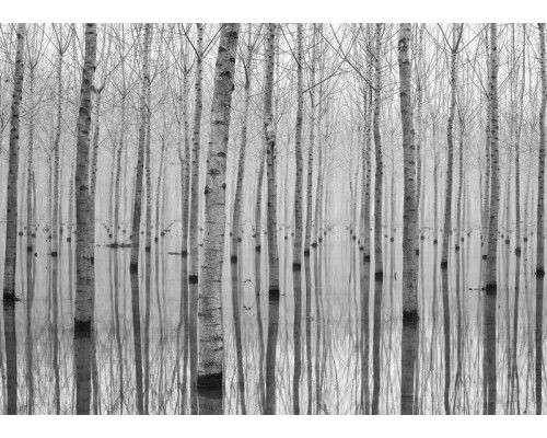 Fotobehang Berkenbomen Weerspiegeling