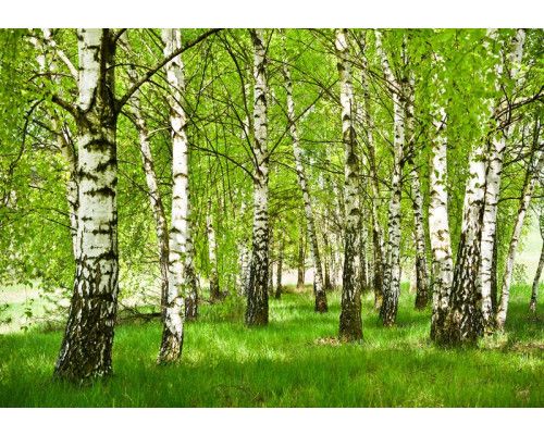 Berkenbos in de lente op dit fotobehang, met berkenbomen in volle bloei en een frisse groene uitstraling.