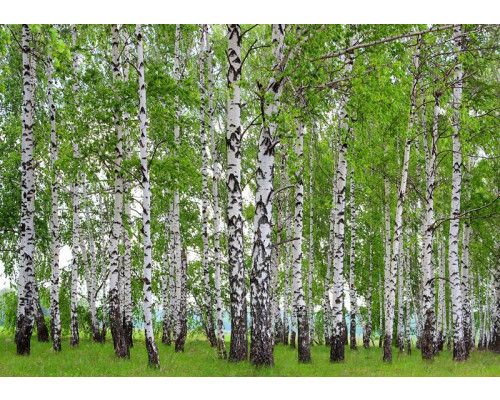 Fotobehang Berkenbos in de Lente