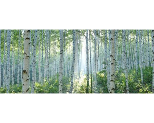 Fotobehang met een luipaard in tropisch regenwoud tijdens de regen.