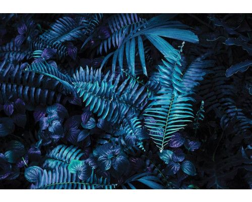 Fotobehang met groene bladeren in een jungle, fris en levendig.