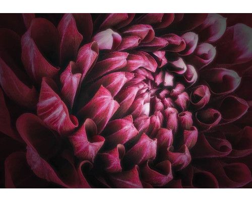 Close-up van een levendige bloem in rood, roze en paarse tinten, fotobehang dat kleur en levendigheid toevoegt.