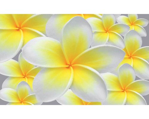 Gele en witte bloemen in een natuurlijke setting, weergegeven op een prachtig en helder fotobehang.