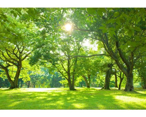 Bomen in een zonnig park met een kalme en vredige uitstraling op dit fotobehang, ideaal voor een ontspannen sfeer.