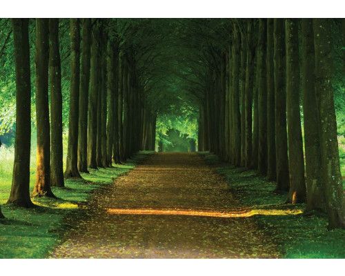 Fotobehang van een bomenpad met tunnel, 3D-effect, en bosrijke omgeving.