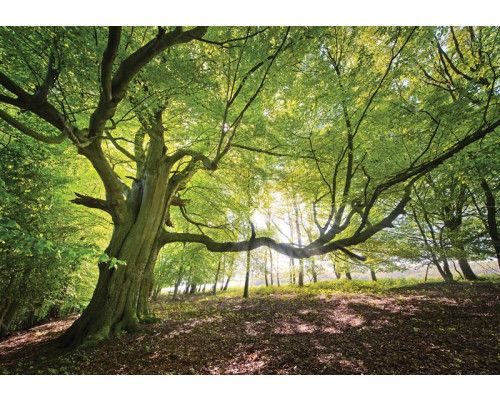 Fotobehang van een enkele boom in een bos, natuurgetrouw.