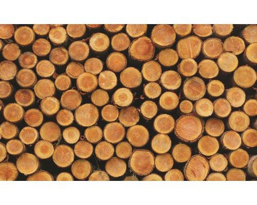 Fotobehang met boomstammen en houtnerven, natuurlijke textuur voor een rustiek effect.