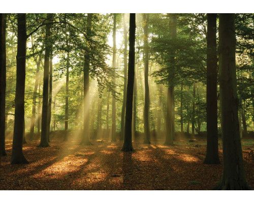 Fotobehang van een bos bij zonsopgang, waarbij de zonnestralen door de bomen breken en de omgeving verlichten.