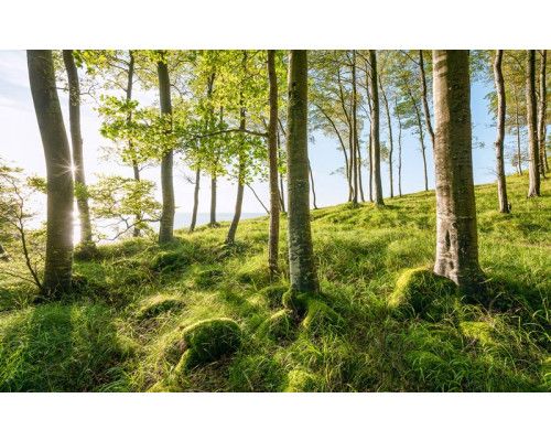 Bos bomen landschap met een serene natuurweergave.