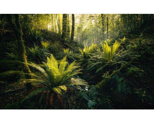 Bos dromen fotobehang met bomen in een sprookjesachtig landschap.