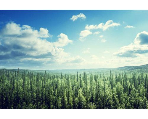 Fotobehang van een weids landschap waar bergen oprijzen boven een bos omgeven door wolken.