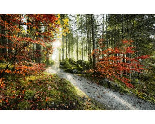 Bos herfst Alpen bomen fotobehang, met een kleurrijk herfstlandschap.