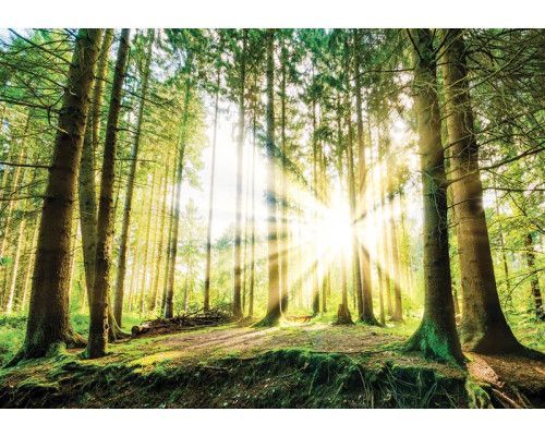 Zonsondergang in het bos, fotobehang met bomen en een groene natuurweergave voor een serene sfeer.