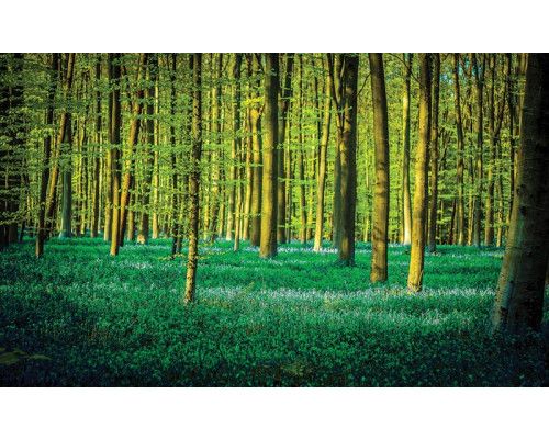 Fotobehang van een bos met groene bomen, natuur en rust.