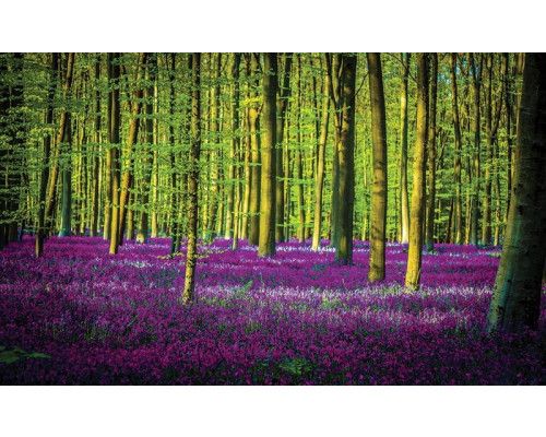 Fotobehang van een bos in het paars met bomen en een enkele boom.