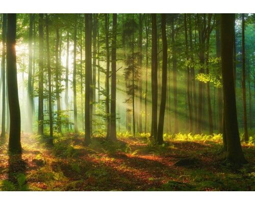 Fotobehang van een bos met hemelse lichtstralen, zonnestralen die tussen de bomen door schijnen, met rijke groentinten en gedetailleerde bladeren.