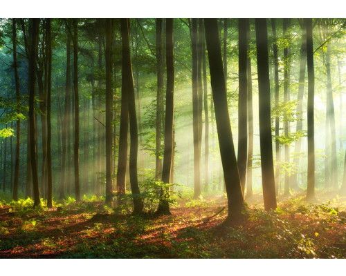 Zonnestralen die door de bomen van een dicht bos breken op dit fotobehang, met een warme en natuurlijke uitstraling.
